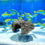 Reptile Hiding, Reptile Box Shelter Terrarium Hideout Caves for Aquarium Terrarium Decoration Ornament(Sll)